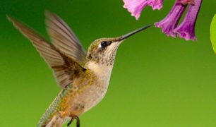 hummingbird-1056383_960_720